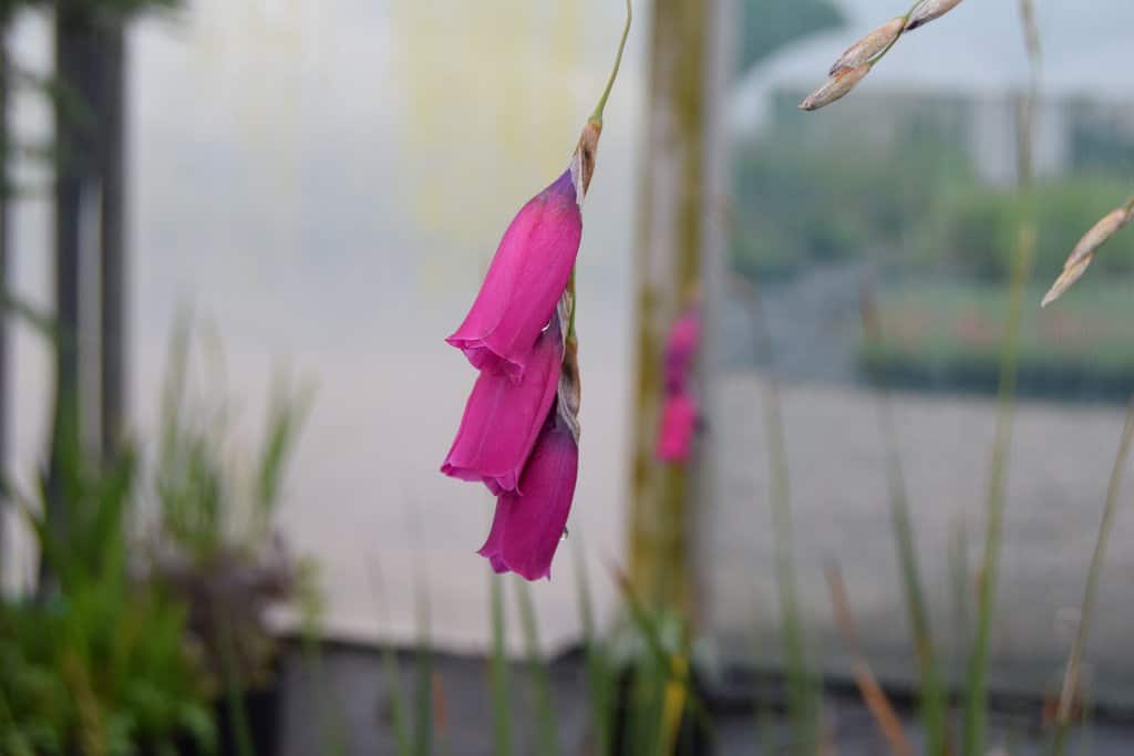 Dierama pulcherrimum ---